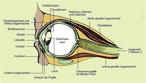 Beide lider sind sehr beweglich und können das auge vollständig bedecken. Regenbogenhaut aus dem Lexikon - wissen.de