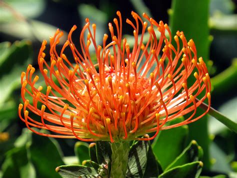 Strange Orange Pincushion Protea Flower Blossoming In The Morning Sun