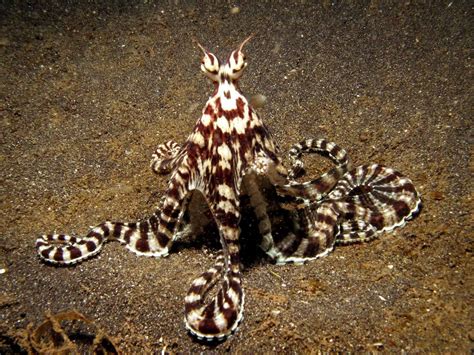 Mimic Octopus Mimic Octopus Octopus Species Weird Sea Creatures