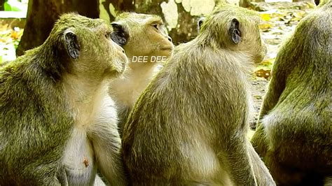 Monkey Dee Dee Since Lost And Absent Of Her Mommy Dolly From The World