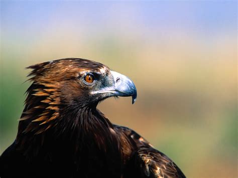 Golden plover list of birds bird species panama range world maps american cookers. Nice Bird Golden Eagle Close Up Wallpapers | HD Wallpapers