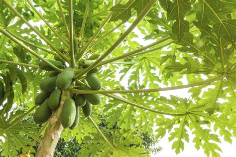 To hasten germination, scarify the seeds or soak them for 3 days prior to planting. How Long Does it Take For a Papaya Tree to Produce Fruit ...