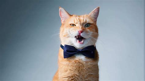Free download new latest cute white and black cats hd wallpapers background, wide popular kitty images, most download computer pets animals photos and pictures, wildlife, funny cat. Cat With Bowtie UHD 4K Wallpaper - Pixelz