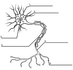 The diagram summarises how information flows from receptors to effectors in the nervous system. 7 Best Images of Neuron Label Worksheet - Blank Neuron Cell Diagram, Synapse Neuron Worksheet ...