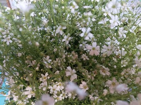 Gypsophila Paniculata Flower Babys Breath Varanasi Best Varanasi