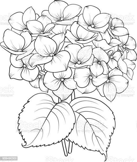 Blooming Flower Hydrangea On White Background Mop Head Hydrangea