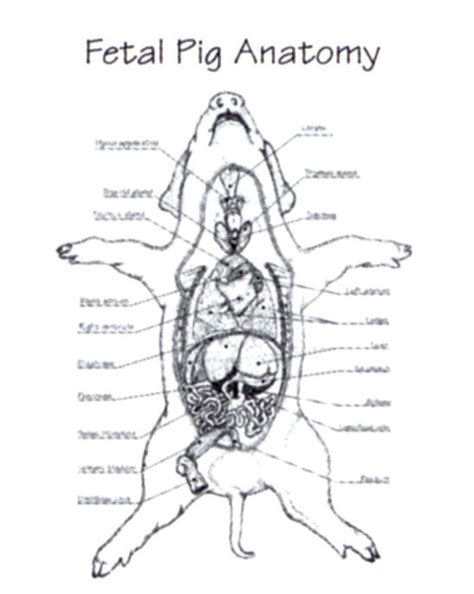 Pig Fetal Dissection Anatomy System Lab Worksheets Digestive Internal