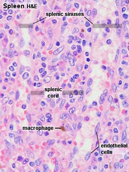 Spleen Histology Pals