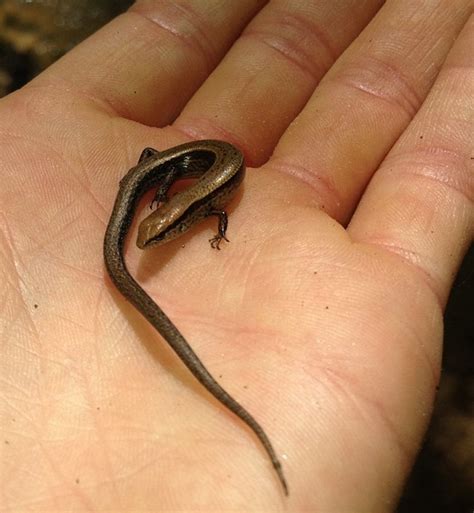 Ground Skink Facts And Pictures