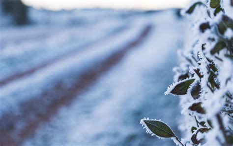 Download Wallpaper 3840x2400 Leaves Frost Snow Winter Macro 4k