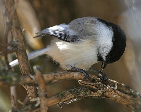 Wild Maryland 101 Birds Every Marylander Should Know Black Capped