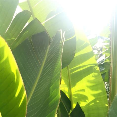 Tropical In The Yogi Garden Yoga Love Green Yogi Plant Leaves