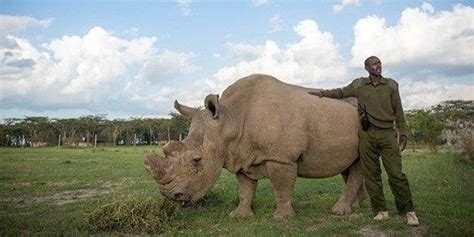 Worlds Last Male Northern White Rhino Dies The Scientist Magazine