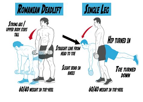 How To Dumbbell Romanian Deadlifts Videos And Guides