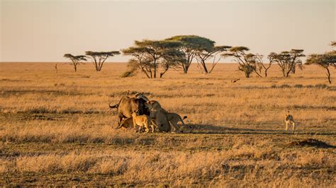 Serengeti National Park Awe Safari