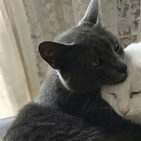 Pin by WholesomeKingdom on Matching cat pfps in 2021 | Cat icon, Cute