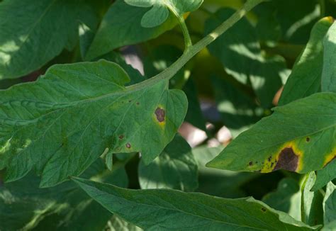 10 Common Tomato Plant Diseases And How To Heal Them Garden And Happy
