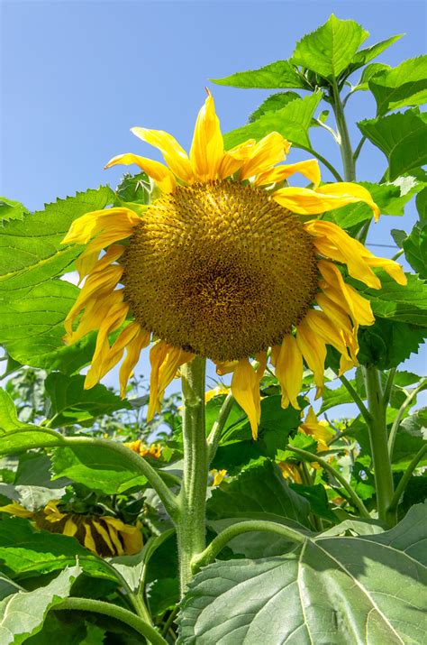 Royal Hybrid Sunflower May 22 2021 Royal Hybrid Sunflow Flickr
