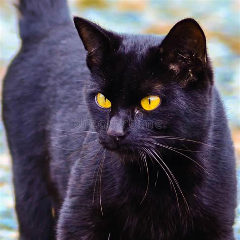 Black Cat With Glowing Eyes Stock Image Image Of Yellow Cute 35622701