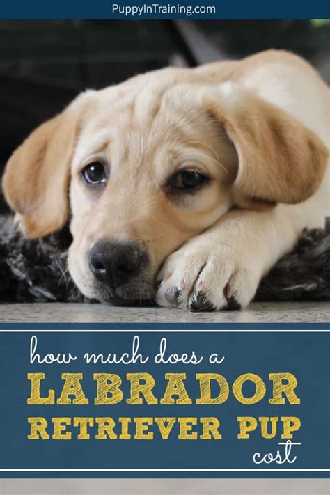 Finding a good web designer can be a challenge, but using a we all know a website is critical to business success today, but one thing that's hard to determine is how much it will cost you to have one built. How Much Does A Labrador Retriever Puppy Cost? - Puppy In ...