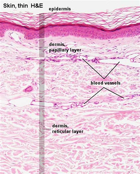 Foundations Histology Epithelia And Skin Embryology