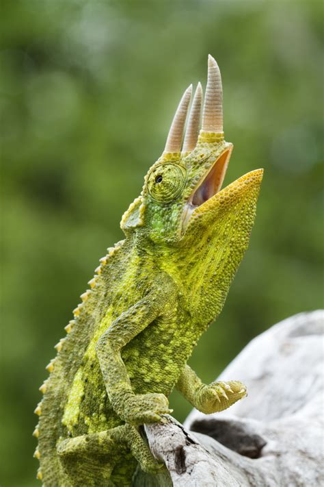 A Stunning List Of Different Species Of Chameleons With Pictures