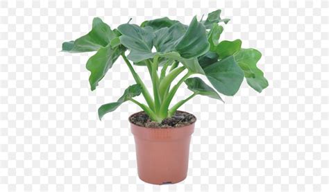 Tree Philodendron Houseplant Philodendron Hederaceum Philodendron