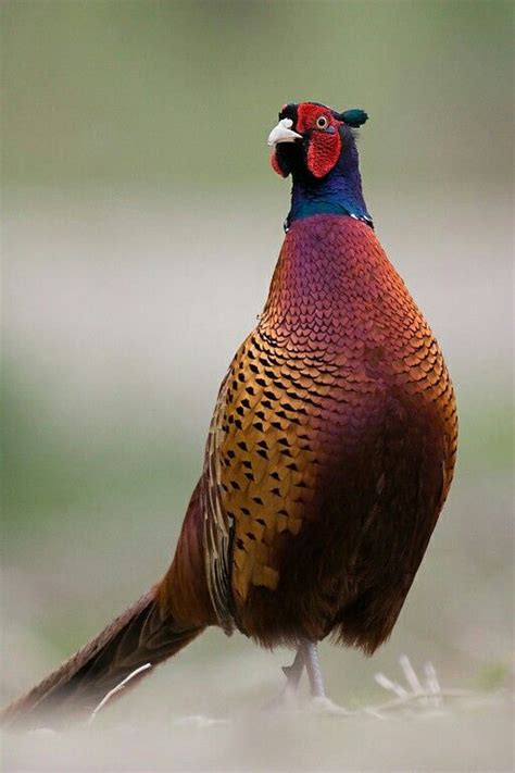 Check spelling or type a new query. 747 best images about Pheasants, Pheasants Everywhere! on ...