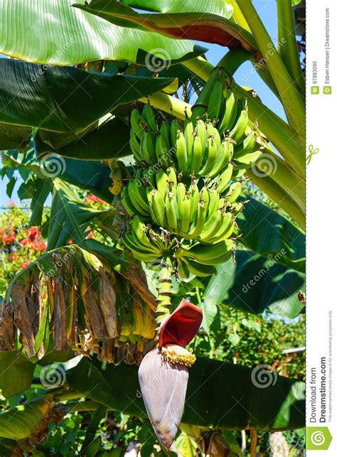 Bananas On Banana Palm Tree Stock Photo Image Of Botanical Health