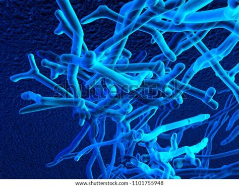 Bifidobacteria Beneficial Bacteria Microorganisms Molecules 3d Stock