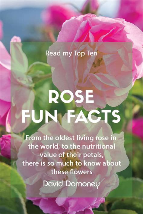 Top 10 Fun Facts About Roses David Domoney