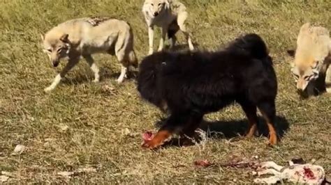 Tibetan Mastiff Vs 3 Wolves Must Watch Youtube
