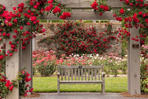 Download Rose Garden Wallpaper By Jeremyreed Rose Garden