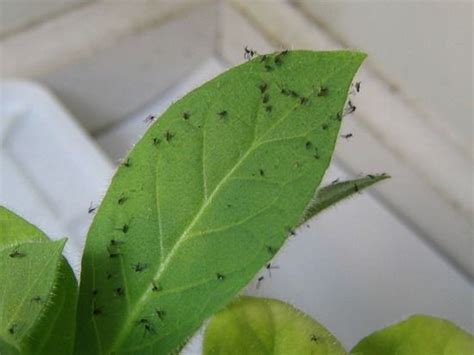 Prevent And Get Rid Of Fungus Gnats Creek Side Gardens