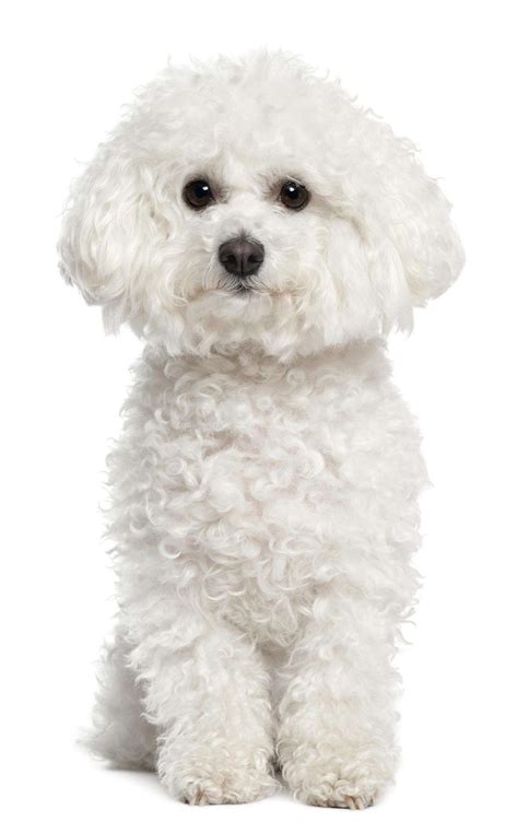 Small White Dog Breeds 5 Of The Best Practical Paw The Dog Lovers