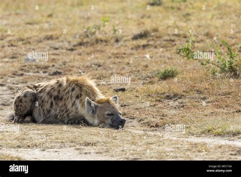 Tired Hyena Lying And Sleeping On The Ground Stock Photo Alamy