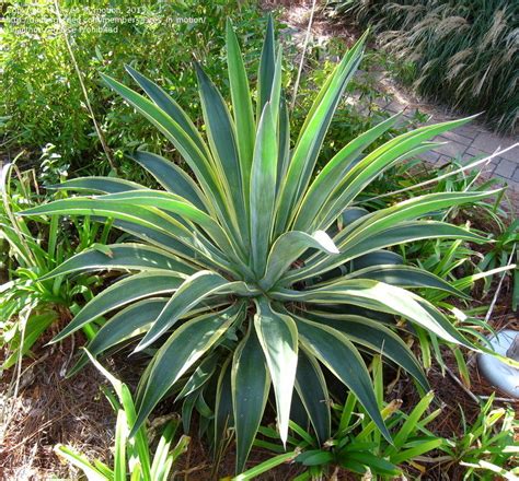 How long the needles are and how deep they are in your skin. PlantFiles Pictures: Agave, Smooth Agave, Dwarf Century ...