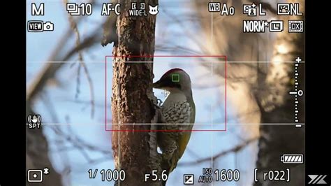 Nikon Z9 Bird Detection Picus Awokera Youtube