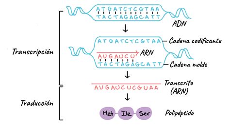 Transcripci N Mind Map