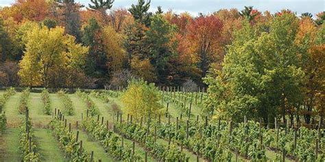 Cold Country Vines And Wines Travel Wisconsin