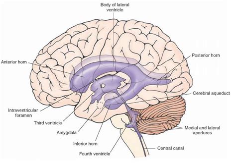 Brain Lateral Ventricle