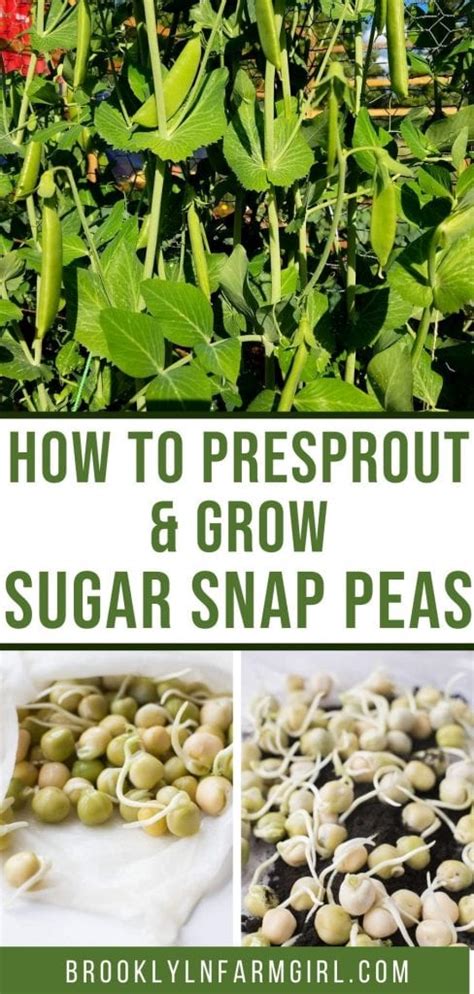 How To Presprout And Grow Sugar Snap Peas Step By Step Instructions