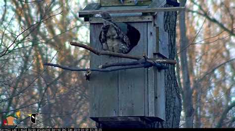 Male Barred Owl Delivers Blue Jay To Nest Box April 9 2019 Youtube
