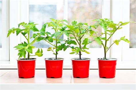 Well, no, it isn't too late, and yes, you can still start your vegetable garden in the summer. When Is It Too Late to Transplant Tomatoes? Stay On Time!
