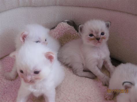 Ragdoll Cats And Kittens For Sale Pets4homes Ragdoll Kitten