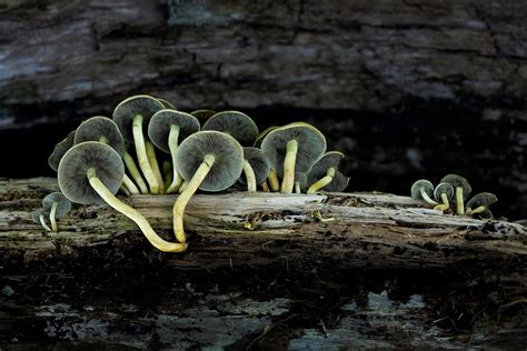Mushroom Upskirt Some Sulphur Tuft Clustered Woodlover Flickr