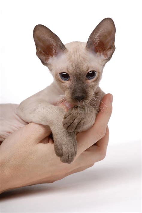 Best oriental shorthair of the year rw bw qgc practicalcats ballandbiscuit black silver ticked tabby bred. Brown Peterbald Cat, Oriental Shorthair Stock Photo ...