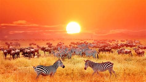 An african country featured in the disney channel show k.c. Photo safari in the Serengeti - Tanzania & Zanzibar with Swiss Photo Club