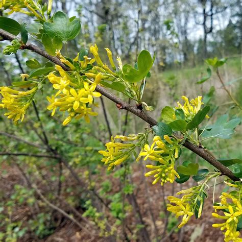 Golden Currant Spencer Creek Nursery