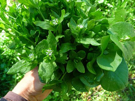 Wild Edible Greens Foraging Your Own Wild Superfoods